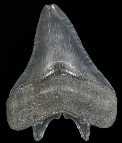 Fossil Megalodon Tooth - Georgia #68043